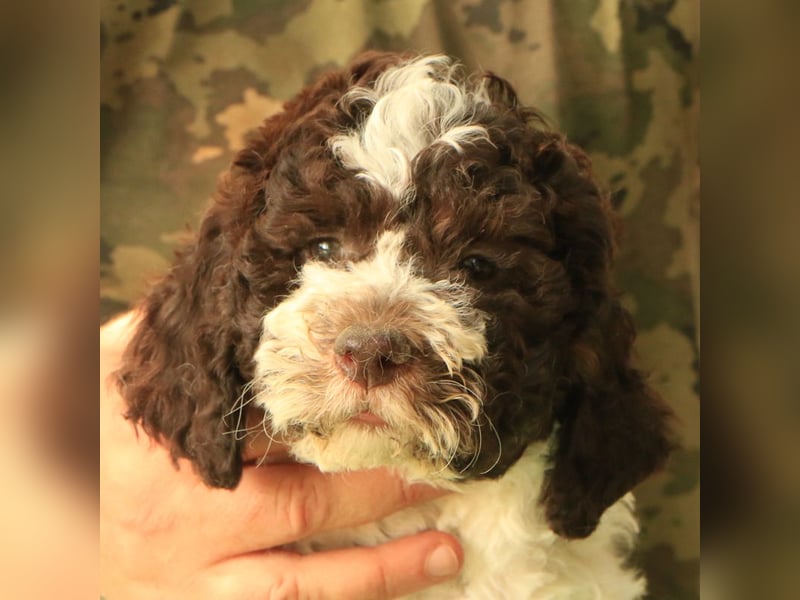 Lagotto romagnolo - puppy 6