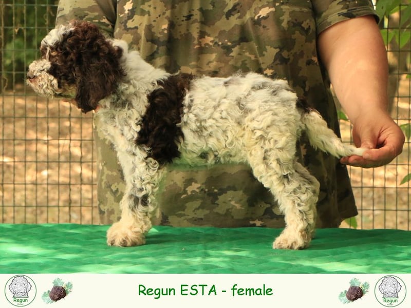 Lagotto romagnolo - puppy 8