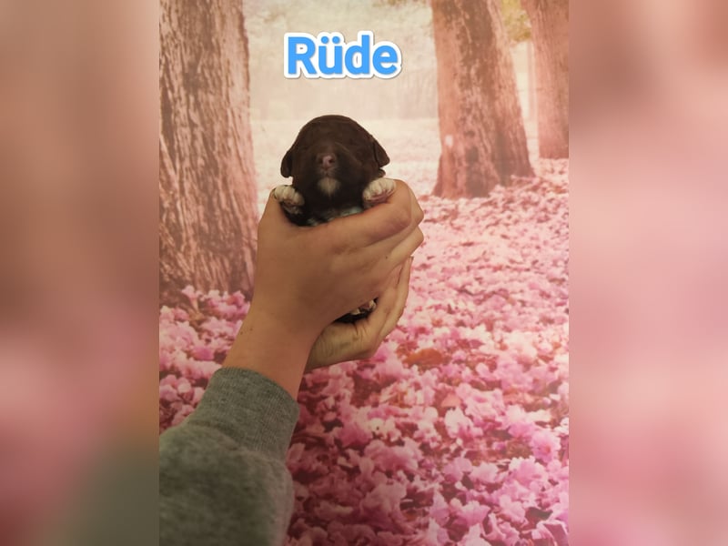 Wurfankündigung Lagotto Welpen