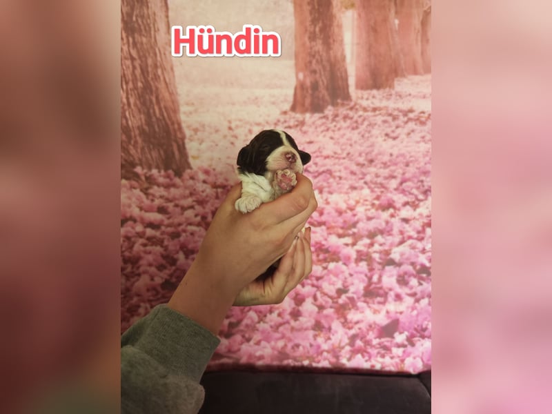 Wurfankündigung Lagotto Welpen