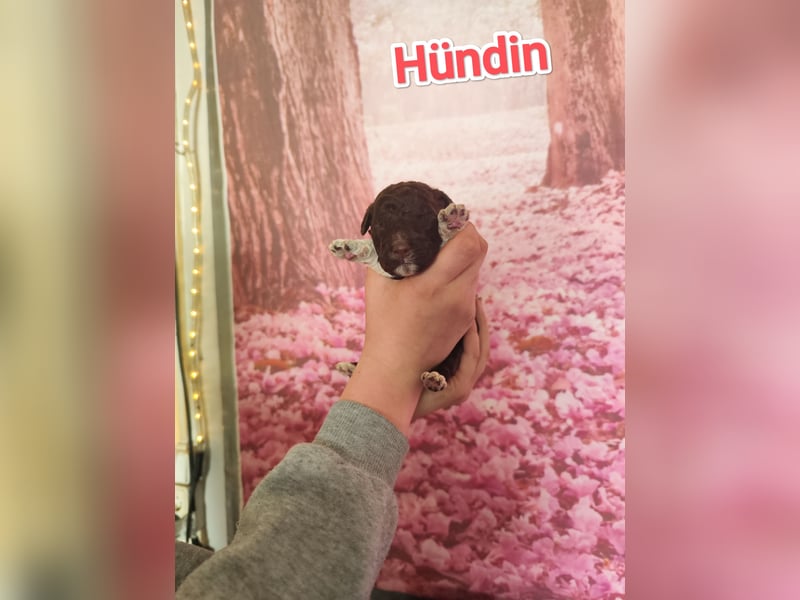 Wurfankündigung Lagotto Welpen
