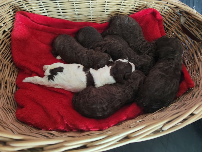 Wurfankündigung Lagotto Welpen