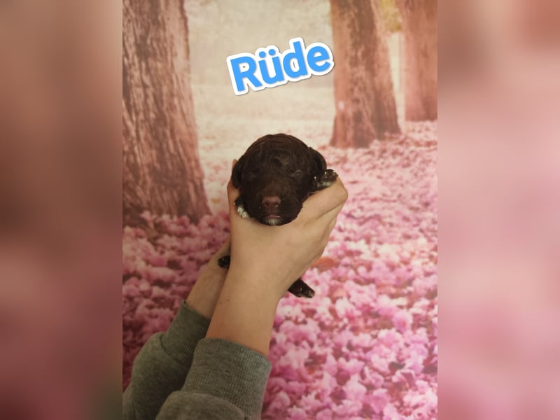 Wurfankündigung Lagotto Welpen