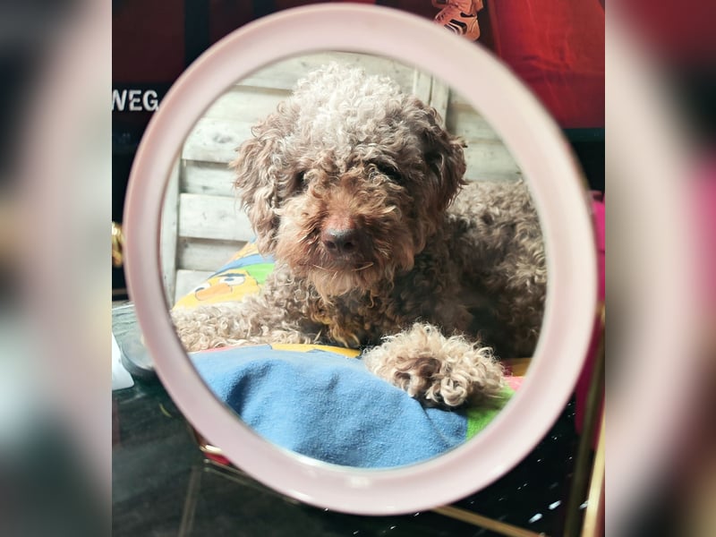 Wurfankündigung Lagotto Welpen