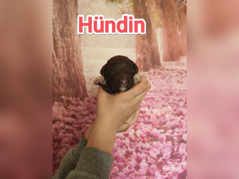 Wurfankündigung Lagotto Welpen