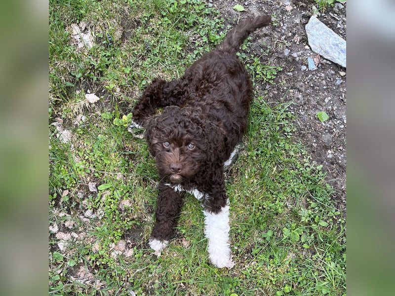 Lagotto - ein Herz aus Locken und Liebe