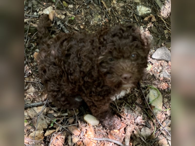 Lagotto - ein Herz aus Locken und Liebe