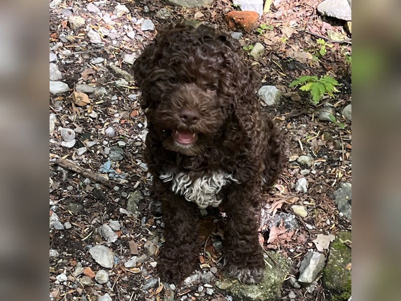 Lagotto - ein Herz aus Locken und Liebe