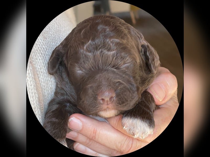 Lagotto - ein Herz aus Locken und Liebe