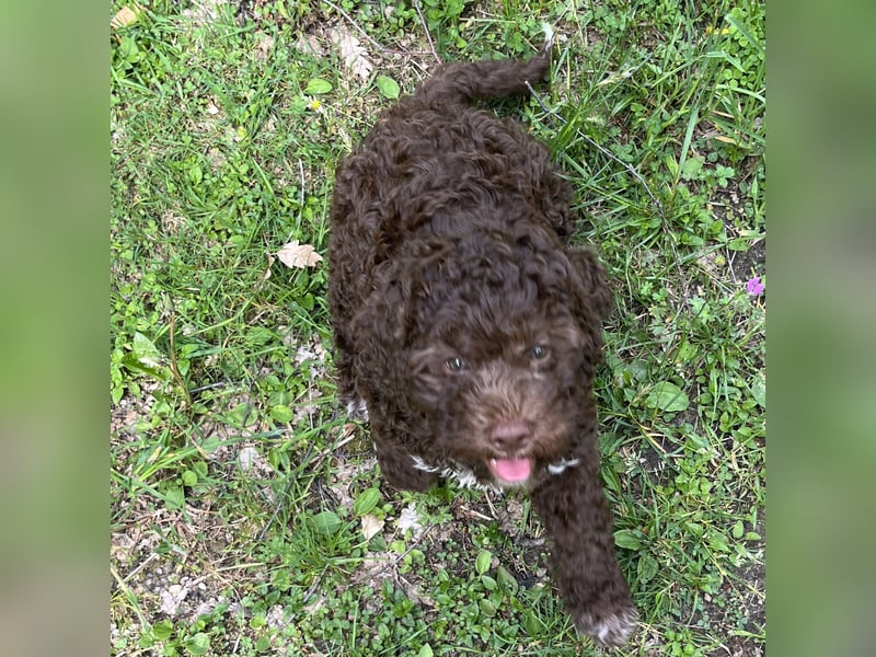 Lagotto - ein Herz aus Locken und Liebe