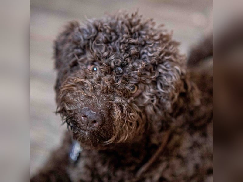 Lagotto - ein Herz aus Locken und Liebe