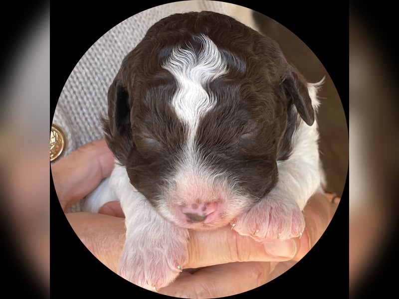 Lagotto - ein Herz aus Locken und Liebe