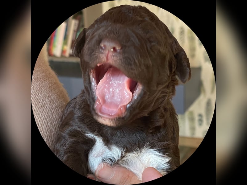 Lagotto - ein Herz aus Locken und Liebe