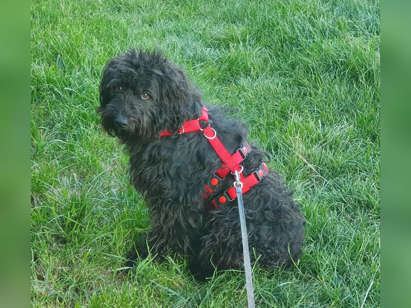 Pflegestelle 97502 Obbach: Lagotto-Mix Cherry