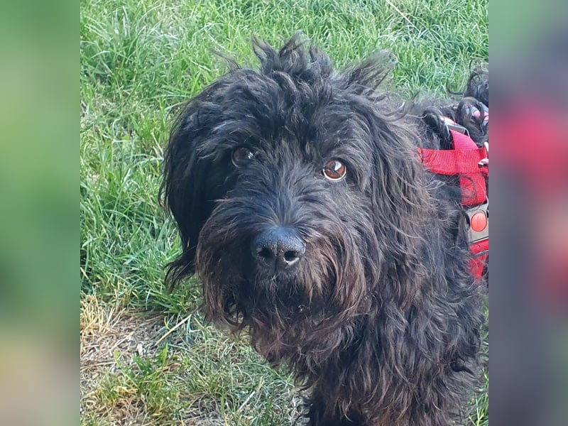 Pflegestelle 97502 Obbach: Lagotto-Mix Cherry