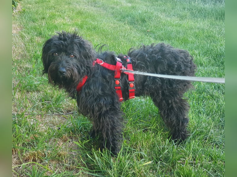Pflegestelle 97502 Obbach: Lagotto-Mix Cherry