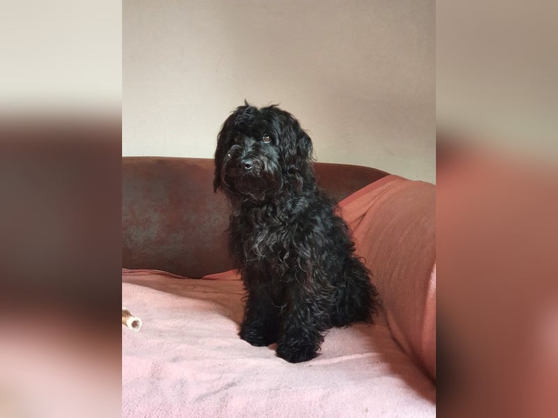 Pflegestelle 97502 Obbach: Lagotto-Mix Cherry