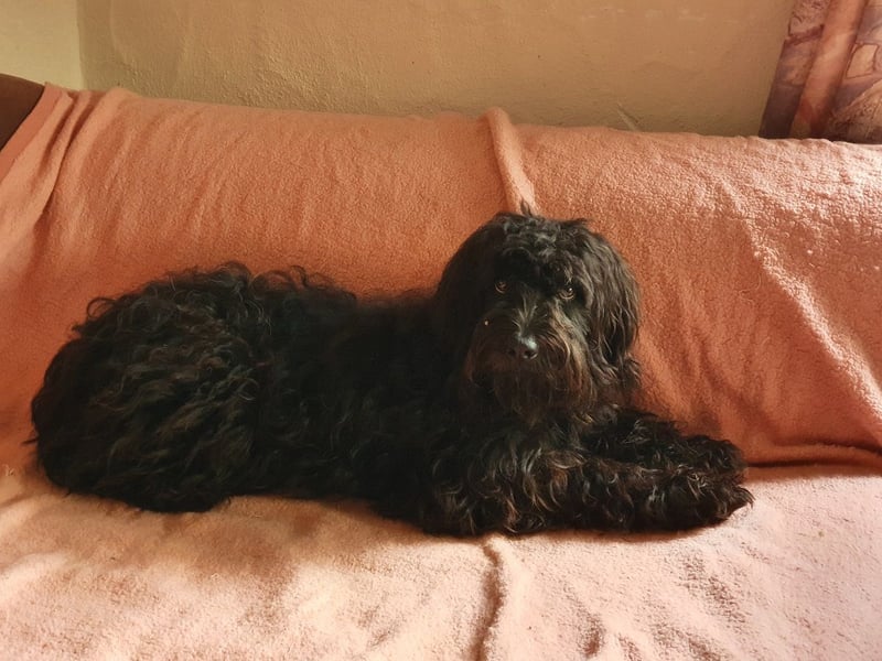 Pflegestelle 97502 Obbach: Lagotto-Mix Cherry