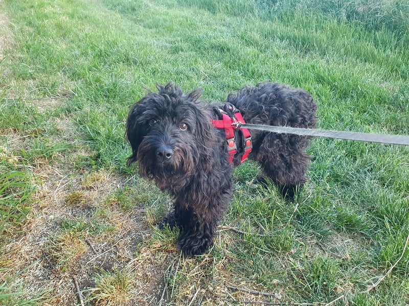 Pflegestelle 97502 Obbach: Lagotto-Mix Cherry