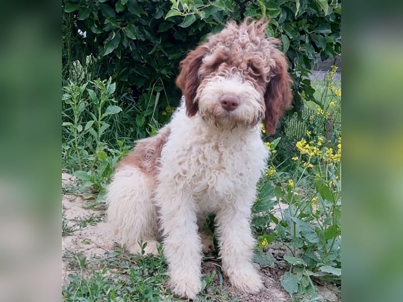 Flora, 16 Monate alte Lagotto Romagnolo Hündin