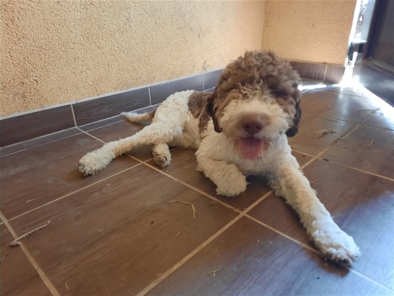 Flora, 16 Monate alte Lagotto Romagnolo Hündin