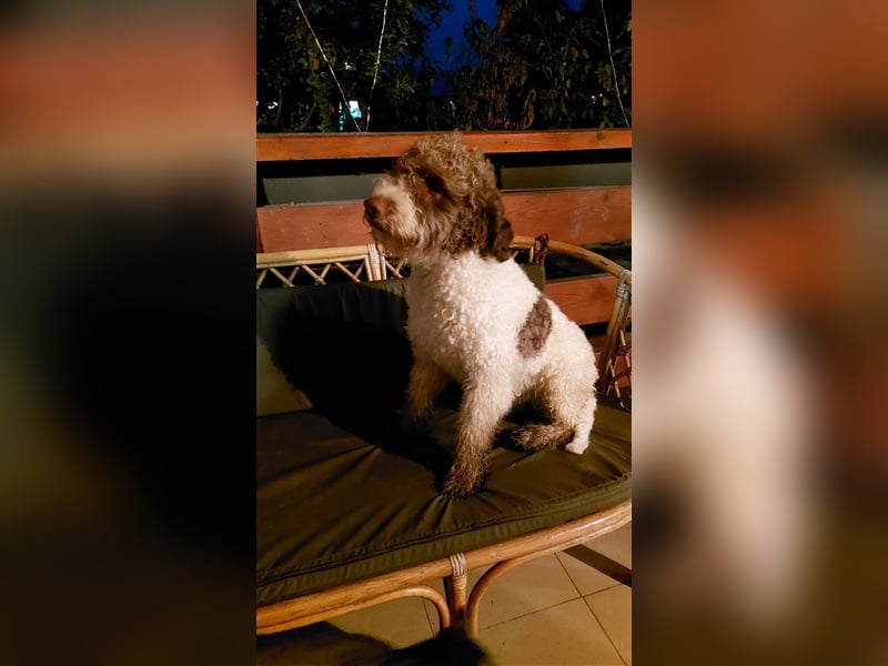 Flora, 16 Monate alte Lagotto Romagnolo Hündin