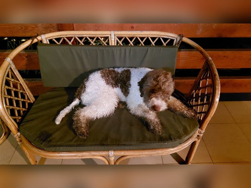 Flora, 16 Monate alte Lagotto Romagnolo Hündin