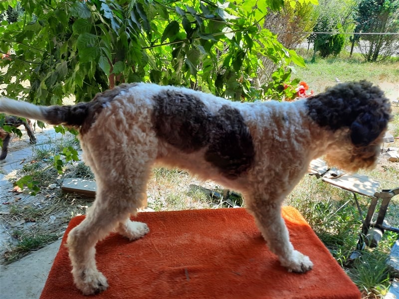 Flora, 16 Monate alte Lagotto Romagnolo Hündin