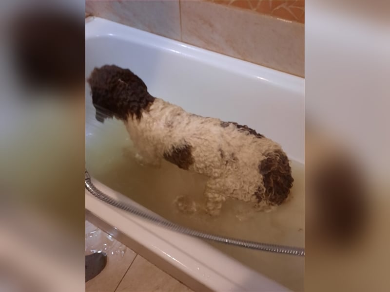 Flora, 16 Monate alte Lagotto Romagnolo Hündin