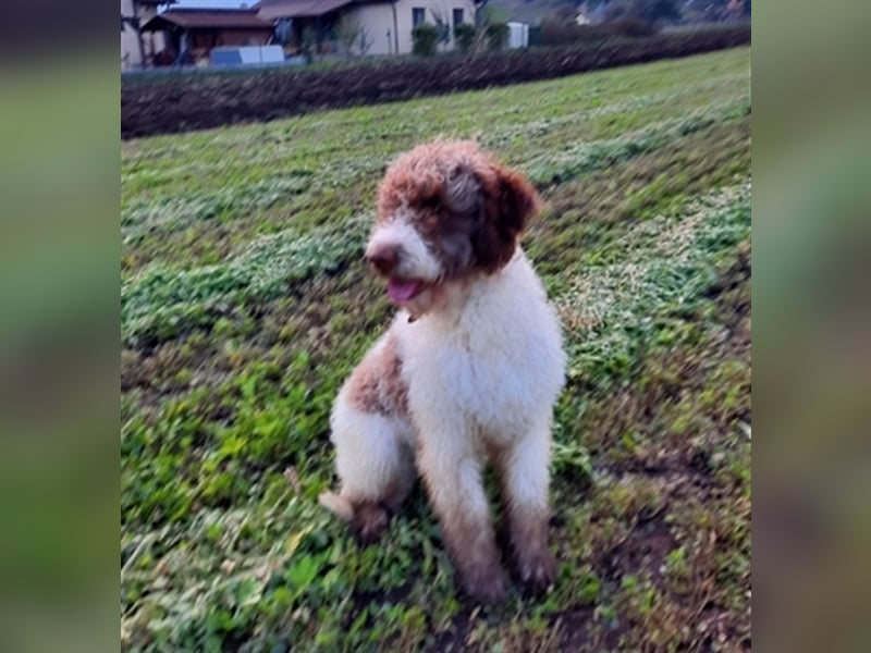 Flora, 16 Monate alte Lagotto Romagnolo Hündin