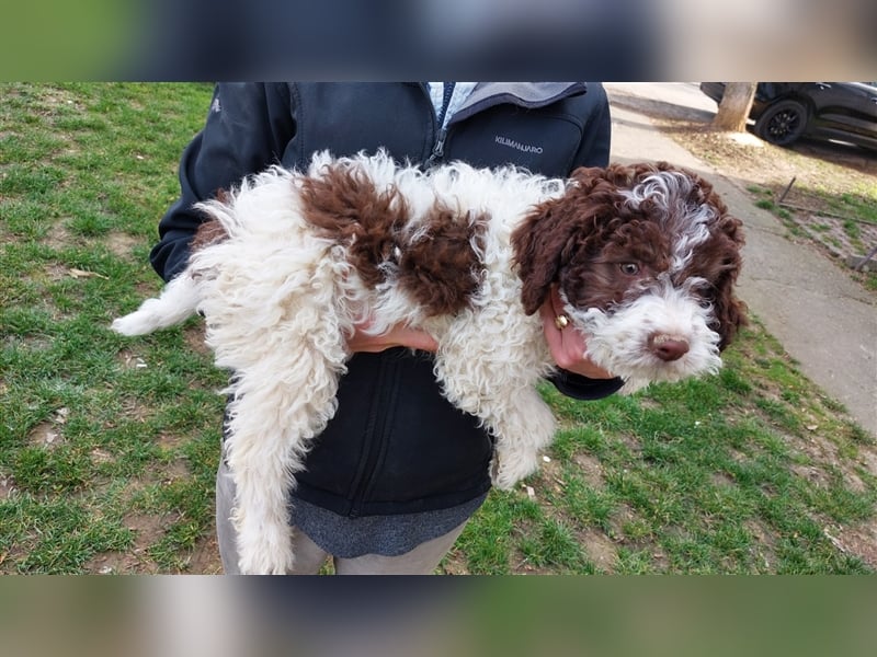 Flora, 16 Monate alte Lagotto Romagnolo Hündin