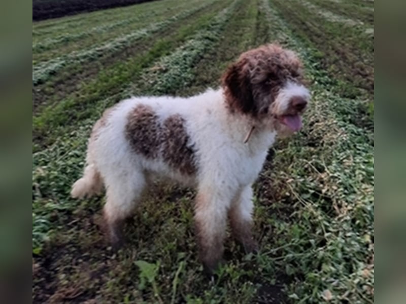 Flora, 16 Monate alte Lagotto Romagnolo Hündin
