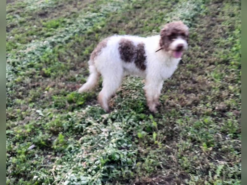 Flora, 16 Monate alte Lagotto Romagnolo Hündin