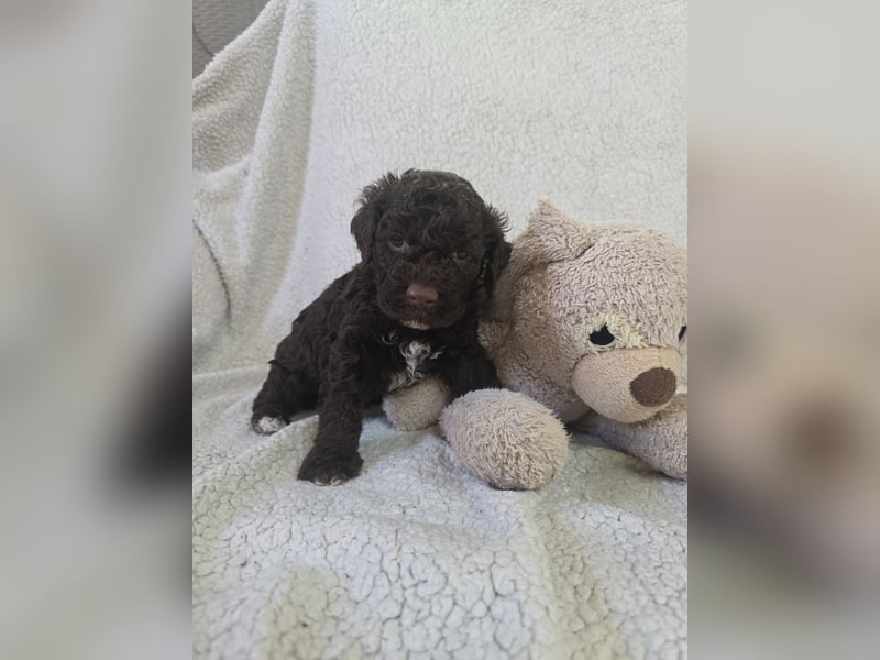 Lagotto Romagnolo Welpen vom Fichtelhof