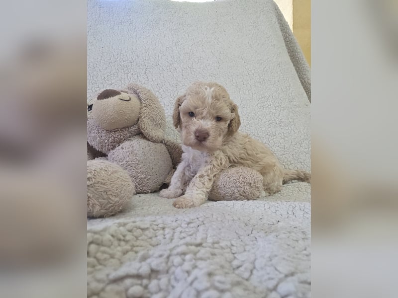 Lagotto Romagnolo Welpen vom Fichtelhof