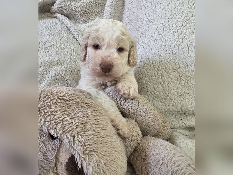 Lagotto Romagnolo Welpen vom Fichtelhof