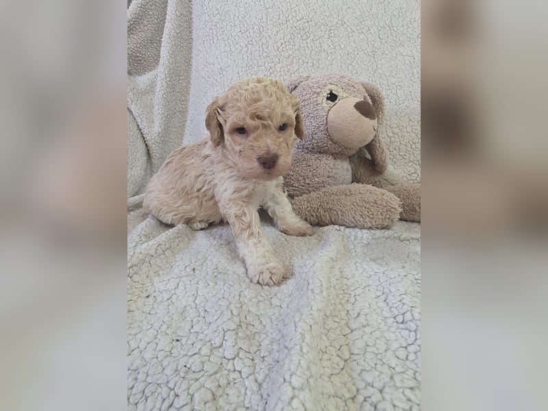 Lagotto Romagnolo Welpen vom Fichtelhof