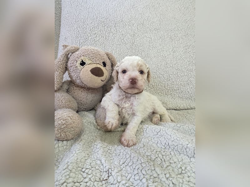 Lagotto Romagnolo Welpen vom Fichtelhof