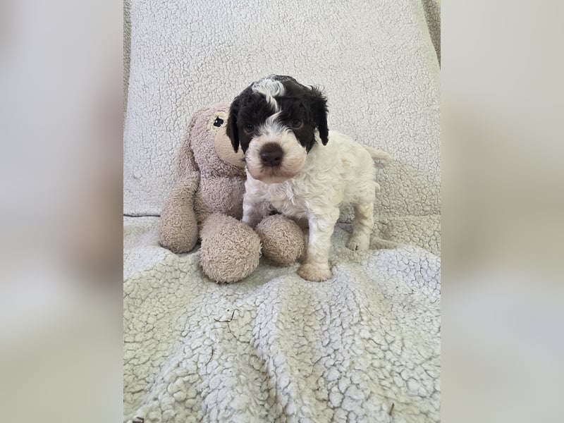 Lagotto Romagnolo Welpen vom Fichtelhof
