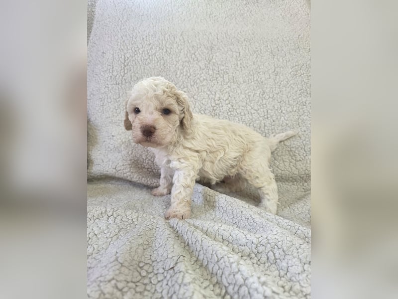 Lagotto Romagnolo Welpen vom Fichtelhof