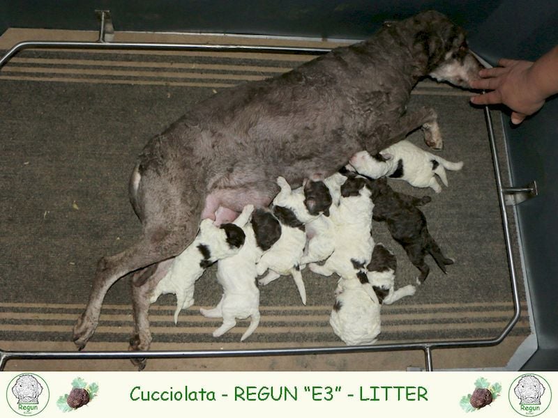 Lagotto romagnolo