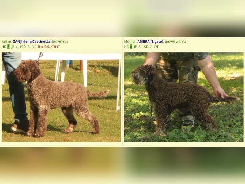 Lagotto romagnolo