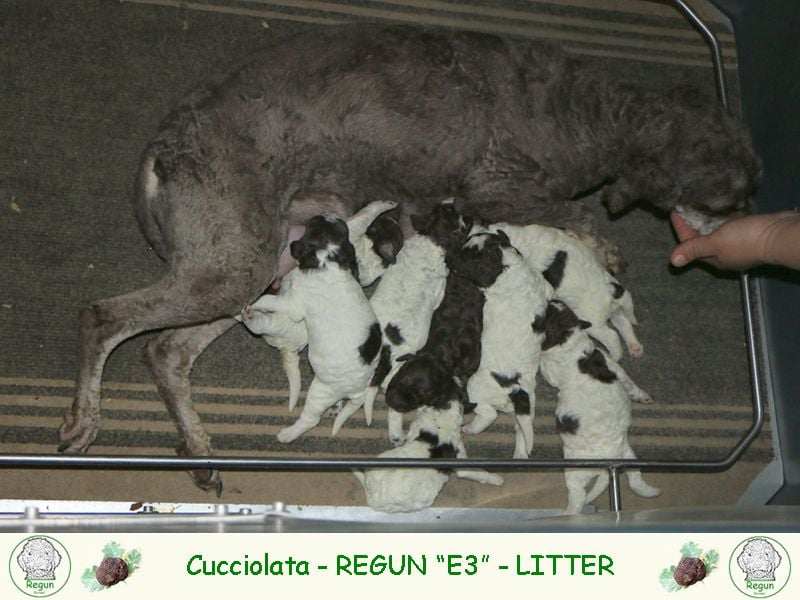 Lagotto romagnolo