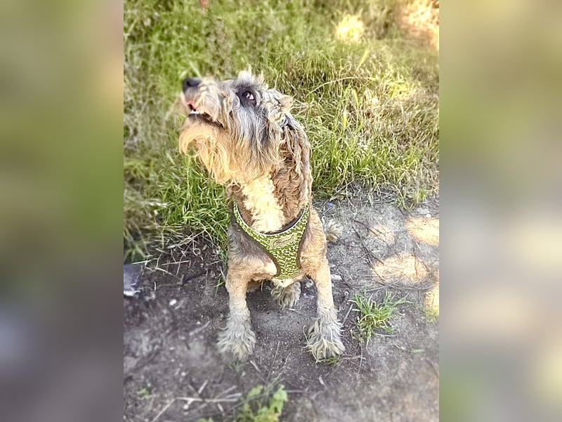 Lagotto Ramagnole Pudel Mix Telma