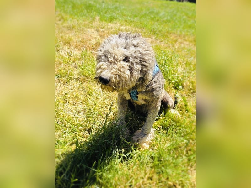 Lagotto Ramagnole Pudel Mix Luise