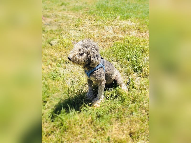 Lagotto Ramagnole Pudel Mix Luise