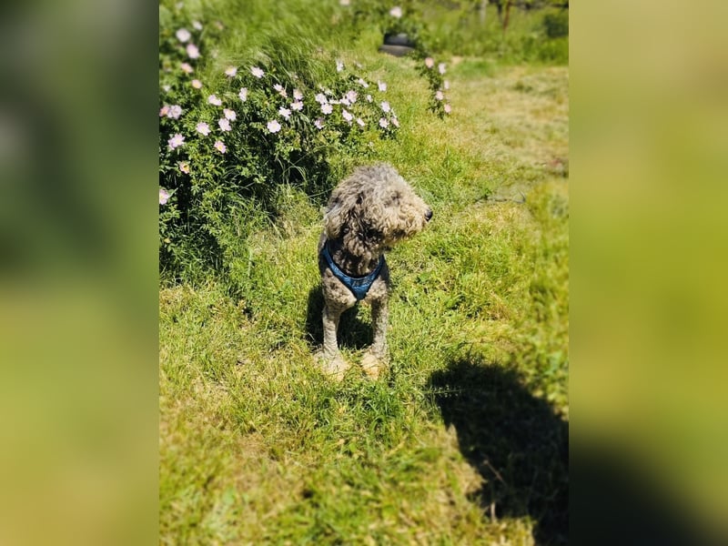 Lagotto Ramagnole Pudel Mix Luise