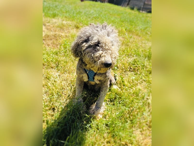 Lagotto Ramagnole Pudel Mix Luise
