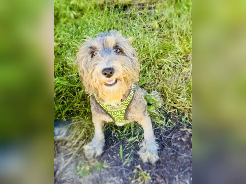 Lagotto Ramagnole Pudel Mix Telma
