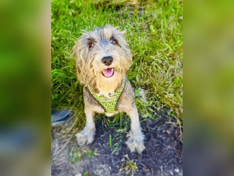 Lagotto Ramagnole Pudel Mix Telma